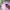 Esparcetinis marguolis - Zygaena loti | Fotografijos autorius : Vaida Paznekaitė | © Macrogamta.lt | Šis tinklapis priklauso bendruomenei kuri domisi makro fotografija ir fotografuoja gyvąjį makro pasaulį.