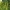 Paprastasis uosis - Fraxinus excelsior | Fotografijos autorius : Gintautas Steiblys | © Macrogamta.lt | Šis tinklapis priklauso bendruomenei kuri domisi makro fotografija ir fotografuoja gyvąjį makro pasaulį.