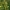 Paprastasis uosis - Fraxinus excelsior | Fotografijos autorius : Gintautas Steiblys | © Macrogamta.lt | Šis tinklapis priklauso bendruomenei kuri domisi makro fotografija ir fotografuoja gyvąjį makro pasaulį.