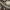 Žolinis ugniukas - Duponchelia fovealis, vikšras | Fotografijos autorius : Gintautas Steiblys | © Macrogamta.lt | Šis tinklapis priklauso bendruomenei kuri domisi makro fotografija ir fotografuoja gyvąjį makro pasaulį.