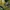 Balinis vėžlys - Emys orbicularis | Fotografijos autorius : Gintautas Steiblys | © Macronature.eu | Macro photography web site