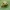 Rytinė medvarlė - Hyla orientalis | Fotografijos autorius : Gintautas Steiblys | © Macrogamta.lt | Šis tinklapis priklauso bendruomenei kuri domisi makro fotografija ir fotografuoja gyvąjį makro pasaulį.