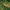 Europinis kukmedis - Taxus baccata | Fotografijos autorius : Gintautas Steiblys | © Macrogamta.lt | Šis tinklapis priklauso bendruomenei kuri domisi makro fotografija ir fotografuoja gyvąjį makro pasaulį.