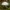 False Death-cap - Amanita citrina | Fotografijos autorius : Žilvinas Pūtys | © Macronature.eu | Macro photography web site