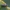 Žaliasis laibavabalis - Chrysanthia geniculata | Fotografijos autorius : Žilvinas Pūtys | © Macronature.eu | Macro photography web site