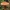 Voveraitinė guotelė - Hygrophoropsis aurantiaca | Fotografijos autorius : Gintautas Steiblys | © Macronature.eu | Macro photography web site