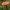 Voveraitinė guotelė - Hygrophoropsis aurantiaca | Fotografijos autorius : Gintautas Steiblys | © Macronature.eu | Macro photography web site