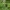 Dvilapė medutė - Maianthemum bifolium | Fotografijos autorius : Gintautas Steiblys | © Macrogamta.lt | Šis tinklapis priklauso bendruomenei kuri domisi makro fotografija ir fotografuoja gyvąjį makro pasaulį.