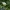 Standžialapė kurklė - Ranunculus circinatus | Fotografijos autorius : Gintautas Steiblys | © Macronature.eu | Macro photography web site