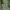 Rytinis šalmuotis - Empusa fasciata, nimfa | Fotografijos autorius : Žilvinas Pūtys | © Macronature.eu | Macro photography web site