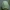 Gelsvasis vėžlinukas - Apoda limacodes, vikšras | Fotografijos autorius : Žilvinas Pūtys | © Macronature.eu | Macro photography web site