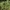 Figavaisė opuncija - Opuntia ficus-indica | Fotografijos autorius : Gintautas Steiblys | © Macrogamta.lt | Šis tinklapis priklauso bendruomenei kuri domisi makro fotografija ir fotografuoja gyvąjį makro pasaulį.