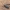 Ąžuolinis plokščiavabalis - Uleiota planata | Fotografijos autorius : Gintautas Steiblys | © Macronature.eu | Macro photography web site