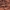 Ąžuolinis plokščiavabalis - Uleiota planata | Fotografijos autorius : Žilvinas Pūtys | © Macronature.eu | Macro photography web site