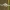 Kaitusis žiedvoris - Misumena vatia ♀ | Fotografijos autorius : Žilvinas Pūtys | © Macronature.eu | Macro photography web site