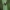 Flower crab spider - Misumena vatia ♂ | Fotografijos autorius : Gintautas Steiblys | © Macrogamta.lt | Šis tinklapis priklauso bendruomenei kuri domisi makro fotografija ir fotografuoja gyvąjį makro pasaulį.