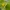 Geltonasis žiedvoris - Misumena vatia | Fotografijos autorius : Mindaugas Leliunga | © Macronature.eu | Macro photography web site