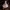 Rusvalakštė meškabudė - Leucopaxillus rhodoleucus | Fotografijos autorius : Vitalij Drozdov | © Macronature.eu | Macro photography web site