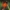 Auksuotoji vanagė – Hieracium aurantiacum | Fotografijos autorius : Gintautas Steiblys | © Macrogamta.lt | Šis tinklapis priklauso bendruomenei kuri domisi makro fotografija ir fotografuoja gyvąjį makro pasaulį.
