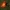 Auksuotoji vanagė – Hieracium aurantiacum | Fotografijos autorius : Gintautas Steiblys | © Macrogamta.lt | Šis tinklapis priklauso bendruomenei kuri domisi makro fotografija ir fotografuoja gyvąjį makro pasaulį.
