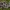 Gūbriuotoji samanbudė - Cantharellula umbonata | Fotografijos autorius : Žilvinas Pūtys | © Macrogamta.lt | Šis tinklapis priklauso bendruomenei kuri domisi makro fotografija ir fotografuoja gyvąjį makro pasaulį.