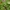 Rusvoji šalmabudė - Mycena metata | Fotografijos autorius : Gintautas Steiblys | © Macrogamta.lt | Šis tinklapis priklauso bendruomenei kuri domisi makro fotografija ir fotografuoja gyvąjį makro pasaulį.