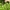 Garbanotoji kerėža - Rhytidiadelphus squarrosus | Fotografijos autorius : Ramunė Vakarė | © Macrogamta.lt | Šis tinklapis priklauso bendruomenei kuri domisi makro fotografija ir fotografuoja gyvąjį makro pasaulį.