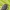Auksavabalis - Tropinota squalida | Fotografijos autorius : Gintautas Steiblys | © Macrogamta.lt | Šis tinklapis priklauso bendruomenei kuri domisi makro fotografija ir fotografuoja gyvąjį makro pasaulį.