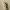 Vikriažygis - Pseudoophonus griseus  | Fotografijos autorius : Gintautas Steiblys | © Macrogamta.lt | Šis tinklapis priklauso bendruomenei kuri domisi makro fotografija ir fotografuoja gyvąjį makro pasaulį.
