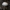 Gauruotoji skujagalvė - Pholiota populnea | Fotografijos autorius : Vytautas Gluoksnis | © Macrogamta.lt | Šis tinklapis priklauso bendruomenei kuri domisi makro fotografija ir fotografuoja gyvąjį makro pasaulį.