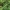 Aukštoji gegūnė - Dactylorhiza fuchsii | Fotografijos autorius : Vidas Brazauskas | © Macrogamta.lt | Šis tinklapis priklauso bendruomenei kuri domisi makro fotografija ir fotografuoja gyvąjį makro pasaulį.