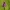 Baltijinė gegūnė - Dactylorhiza majalis subsp. baltica | Fotografijos autorius : Vidas Brazauskas | © Macrogamta.lt | Šis tinklapis priklauso bendruomenei kuri domisi makro fotografija ir fotografuoja gyvąjį makro pasaulį.