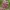 Anakamptis - Anacamptis coriophora, sin. Orchis cariophora | Fotografijos autorius : Nomeda Vėlavičienė | © Macrogamta.lt | Šis tinklapis priklauso bendruomenei kuri domisi makro fotografija ir fotografuoja gyvąjį makro pasaulį.