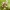 Anakamptis - Anacamptis coriophora, sin. Orchis cariophora | Fotografijos autorius : Nomeda Vėlavičienė | © Macrogamta.lt | Šis tinklapis priklauso bendruomenei kuri domisi makro fotografija ir fotografuoja gyvąjį makro pasaulį.