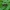 Gelsvaūsis grakštenis - Leptura annularis | Fotografijos autorius : Romas Ferenca | © Macrogamta.lt | Šis tinklapis priklauso bendruomenei kuri domisi makro fotografija ir fotografuoja gyvąjį makro pasaulį.