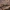 Gelsvaūsis grakštenis - Leptura annularis | Fotografijos autorius : Žilvinas Pūtys | © Macrogamta.lt | Šis tinklapis priklauso bendruomenei kuri domisi makro fotografija ir fotografuoja gyvąjį makro pasaulį.