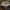 Gelsvarudis pievagrybis - Agaricus augustus | Fotografijos autorius : Žilvinas Pūtys | © Macrogamta.lt | Šis tinklapis priklauso bendruomenei kuri domisi makro fotografija ir fotografuoja gyvąjį makro pasaulį.