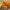Gelsvasis baltikenis  - Tricholomopsis decora | Fotografijos autorius : Vytautas Gluoksnis | © Macrogamta.lt | Šis tinklapis priklauso bendruomenei kuri domisi makro fotografija ir fotografuoja gyvąjį makro pasaulį.