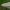 Gelsvasis plačiasparnis ugniukas - Loxostege turbidalis | Fotografijos autorius : Žilvinas Pūtys | © Macrogamta.lt | Šis tinklapis priklauso bendruomenei kuri domisi makro fotografija ir fotografuoja gyvąjį makro pasaulį.