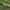 Gelsvasis plačiasparnis ugniukas - Loxostege turbidalis | Fotografijos autorius : Gintautas Steiblys | © Macrogamta.lt | Šis tinklapis priklauso bendruomenei kuri domisi makro fotografija ir fotografuoja gyvąjį makro pasaulį.