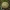 Gelsvoji ankštenė - Scleroderma citrinum | Fotografijos autorius : Žilvinas Pūtys | © Macrogamta.lt | Šis tinklapis priklauso bendruomenei kuri domisi makro fotografija ir fotografuoja gyvąjį makro pasaulį.
