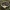 Gelsvoji ankštenė - Scleroderma citrinum | Fotografijos autorius : Žilvinas Pūtys | © Macrogamta.lt | Šis tinklapis priklauso bendruomenei kuri domisi makro fotografija ir fotografuoja gyvąjį makro pasaulį.
