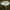 Gelsvoji musmirė - Amanita citrina | Fotografijos autorius : Žilvinas Pūtys | © Macrogamta.lt | Šis tinklapis priklauso bendruomenei kuri domisi makro fotografija ir fotografuoja gyvąjį makro pasaulį.