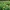 Geltonžiedė plukė - Anemonoides ranunculoides | Fotografijos autorius : Gintautas Steiblys | © Macrogamta.lt | Šis tinklapis priklauso bendruomenei kuri domisi makro fotografija ir fotografuoja gyvąjį makro pasaulį.