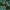 Geltonžiedis pelėžirnis - Lathyrus laevigatus | Fotografijos autorius : Nomeda Vėlavičienė | © Macrogamta.lt | Šis tinklapis priklauso bendruomenei kuri domisi makro fotografija ir fotografuoja gyvąjį makro pasaulį.