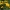 Geltonžiedis saulakis - Heliopsis helianthoides | Fotografijos autorius : Gintautas Steiblys | © Macrogamta.lt | Šis tinklapis priklauso bendruomenei kuri domisi makro fotografija ir fotografuoja gyvąjį makro pasaulį.