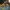 Geltonasis bobramunis - Cota tinctoria | Fotografijos autorius : Agnė Našlėnienė | © Macrogamta.lt | Šis tinklapis priklauso bendruomenei kuri domisi makro fotografija ir fotografuoja gyvąjį makro pasaulį.
