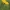 Geltonasis bobramunis - Cota tinctoria | Fotografijos autorius : Gintautas Steiblys | © Macrogamta.lt | Šis tinklapis priklauso bendruomenei kuri domisi makro fotografija ir fotografuoja gyvąjį makro pasaulį.