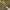 Geltonasis dulkiagraužis - Cteniopus sulphureus | Fotografijos autorius : Gintautas Steiblys | © Macrogamta.lt | Šis tinklapis priklauso bendruomenei kuri domisi makro fotografija ir fotografuoja gyvąjį makro pasaulį.