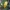 Geltonasis dulkiagraužis - Cteniopus sulphureus | Fotografijos autorius : Romas Ferenca | © Macrogamta.lt | Šis tinklapis priklauso bendruomenei kuri domisi makro fotografija ir fotografuoja gyvąjį makro pasaulį.